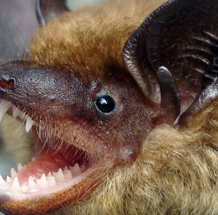 Public Warned as Rabid Bat Found in Southern Utah Sparks Health Alert