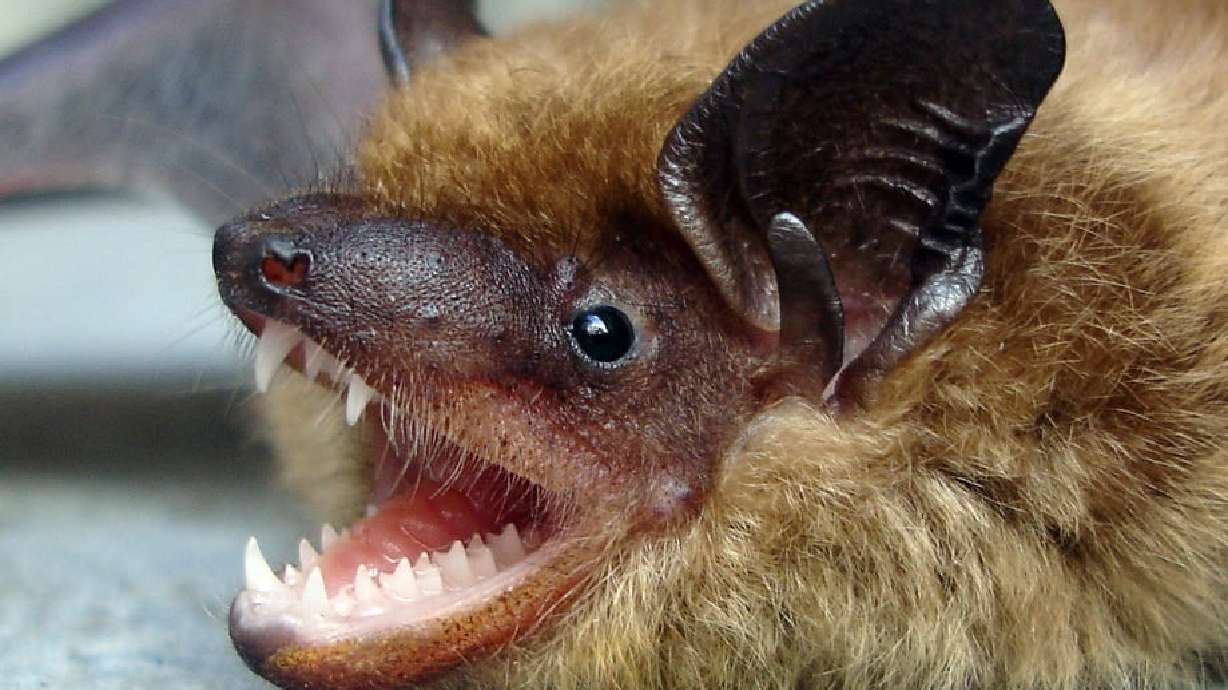 public-warned-as-rabid-bat-found-in-southern-utah-sparks-health-alert