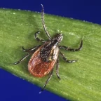 Tick Bite ER Visits Surge Across Western US States