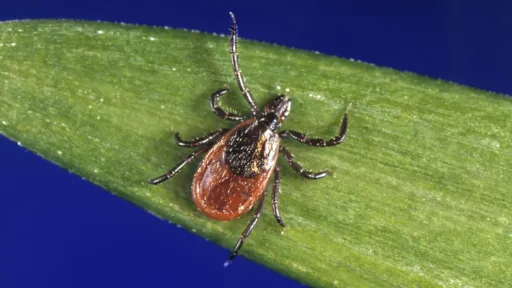 Tick Bite ER Visits Surge Across Western US States as Cases Hit Record Highs This Spring