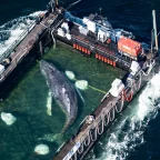 Timmy the Humpback Whale Finds Freedom