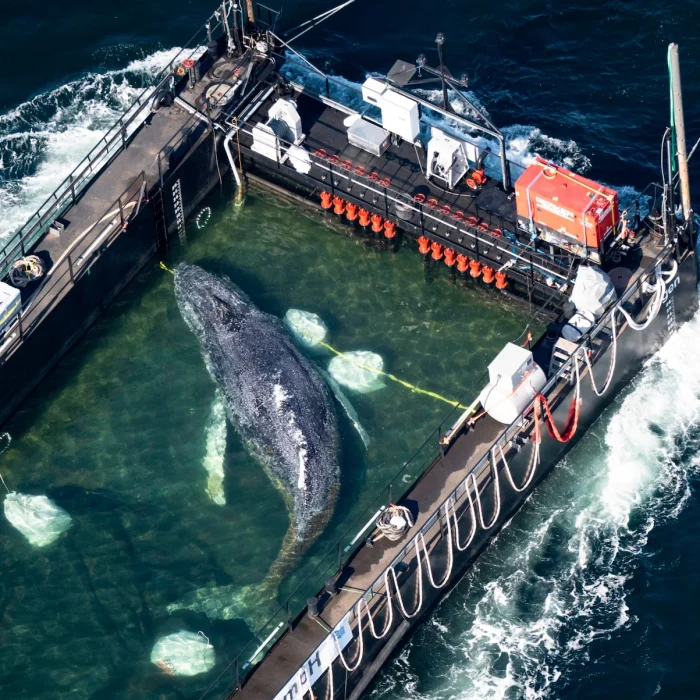 Timmy the Humpback Whale Finds Freedom: Stranded Calf Successfully Released into the North Sea