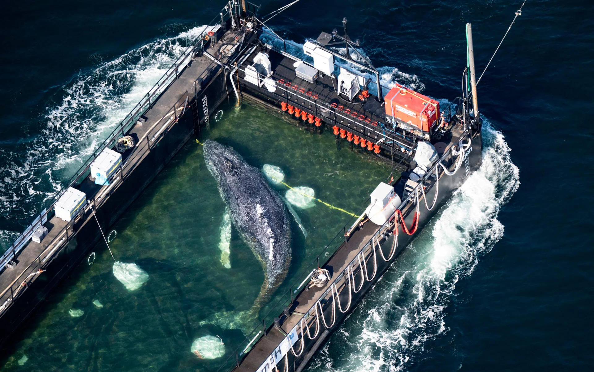 timmy-the-humpback-whale-finds-freedom-stranded-calf-successfully-released-into-the-north-sea