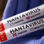 Hantavirus Vaccines and Treatments in Development