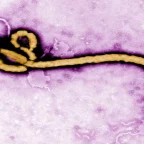 Ebola Outbreak Becomes Third Largest in History