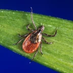 Tick Season 2026 Is Already Severe: How to Protect