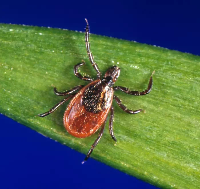 Tick Season 2026 Is Already Severe: How to Protect Yourself from Lyme and Other Diseases