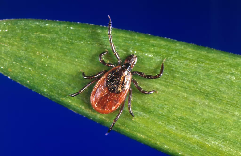 tick-season-2026-is-already-severe-how-to-protect-yourself-from-lyme-and-other-diseases