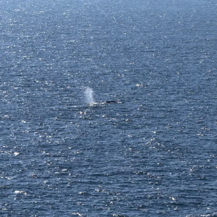 Timmy the Whale Finally Free: Stranded Humpback Released into the North Sea After Weekslong Rescue Battle