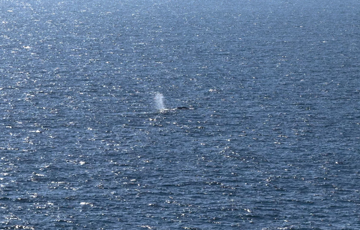 timmy-the-whale-finally-free-stranded-humpback-released-into-the-north-sea-after-weekslong-rescue-battle