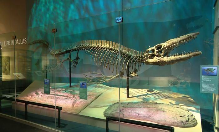 Tylosaurus rex Texas Discovery: Massive Sea T. Rex Found in 80-Million-Year-Old Fossils