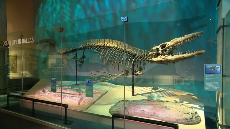 tylosaurus-rex-texas-discovery-massive-sea-t-rex-found-in-80-million-year-old-fossils
