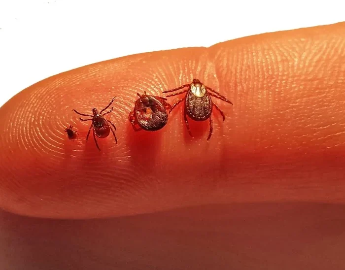 Michigan Tick Problem Keeps Getting Worse Every Year, and Experts Say It Will Only Spread Further