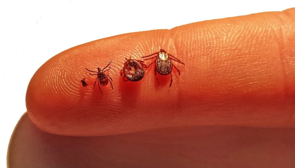 michigan-tick-problem-keeps-getting-worse-every-year-and-experts-say-it-will-only-spread-further