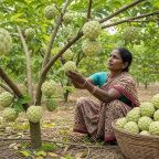 The Custard Apple Revolution