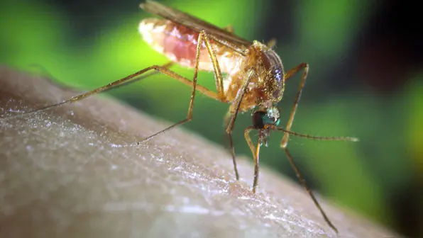 googles-debug-program-seeks-approval-to-release-32-million-sterile-mosquitoes-in-the-us