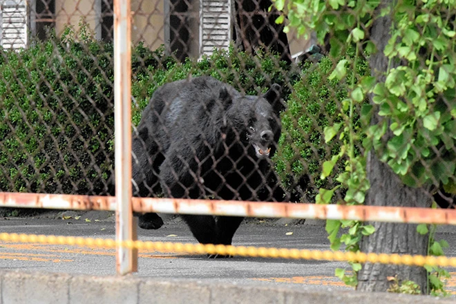 Bear Attack in Fukushima Injures Four as Japan’s Bear Encounters Surge