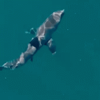 Sydney Shark Attack Sparks