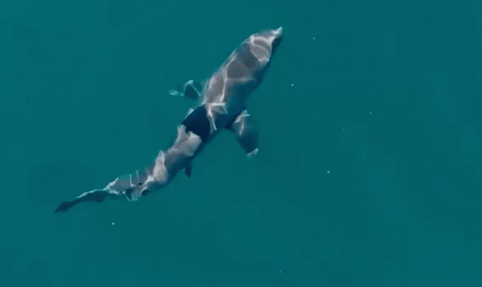 Sydney Shark Attack Sparks Push to Loosen Drone Rules Over Coogee Beach