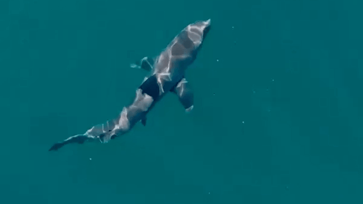 sydney-shark-attack-sparks-push-to-loosen-drone-rules-over-coogee-beach