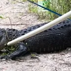 String of Florida Alligator Attacks Leaves One Dead, Three Injured in a Week 5 String of Florida Alligator Attacks