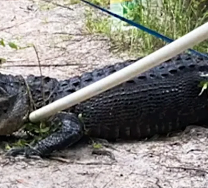 String of Florida Alligator Attacks Leaves One Dead, Three Injured in a Week