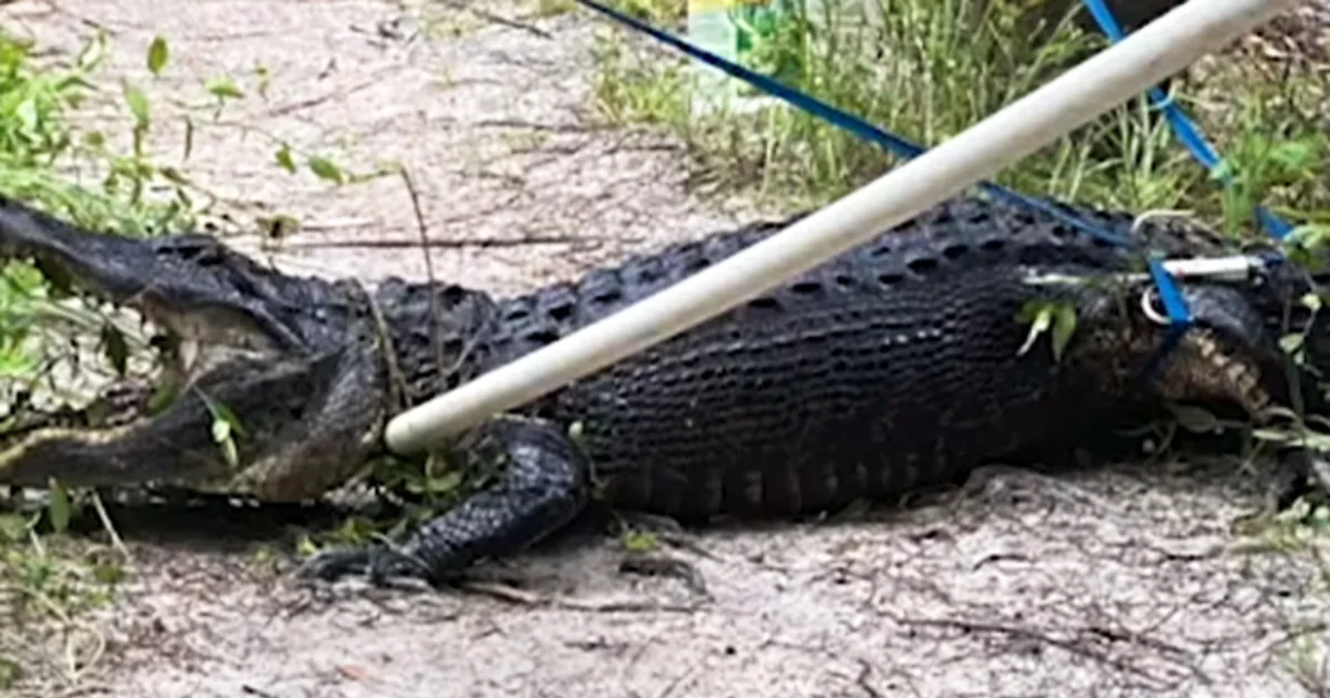 string-of-florida-alligator-attacks-leaves-one-dead-three-injured-in-a-week