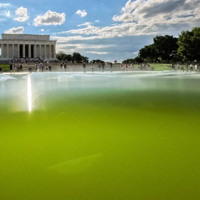 Trump’s “American Flag Blue” Reflecting Pool Turns Green as Algae Overtake the $14.6 Million Makeover