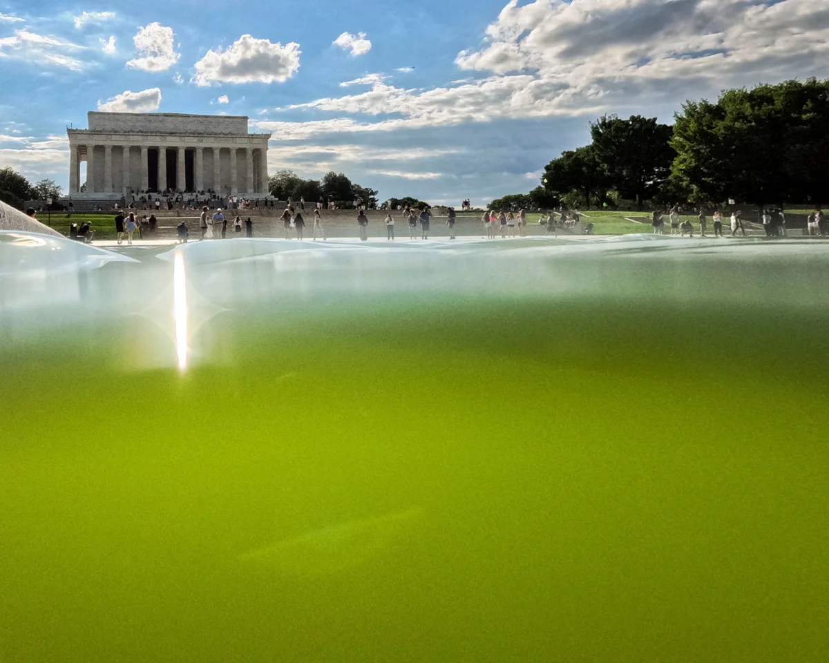 trumps-american-flag-blue-reflecting-pool-turns-green-as-algae-overtake-the-14-6-million-makeover