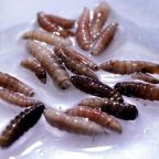 Flesh-Eating Screwworm Returns to U.S