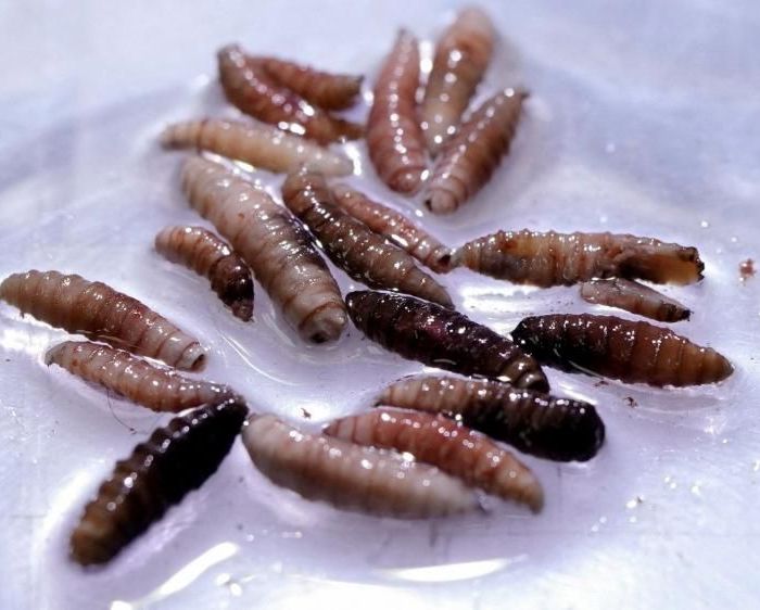 Flesh-Eating Screwworm Returns to U.S. as Officials Race to Contain New Cases