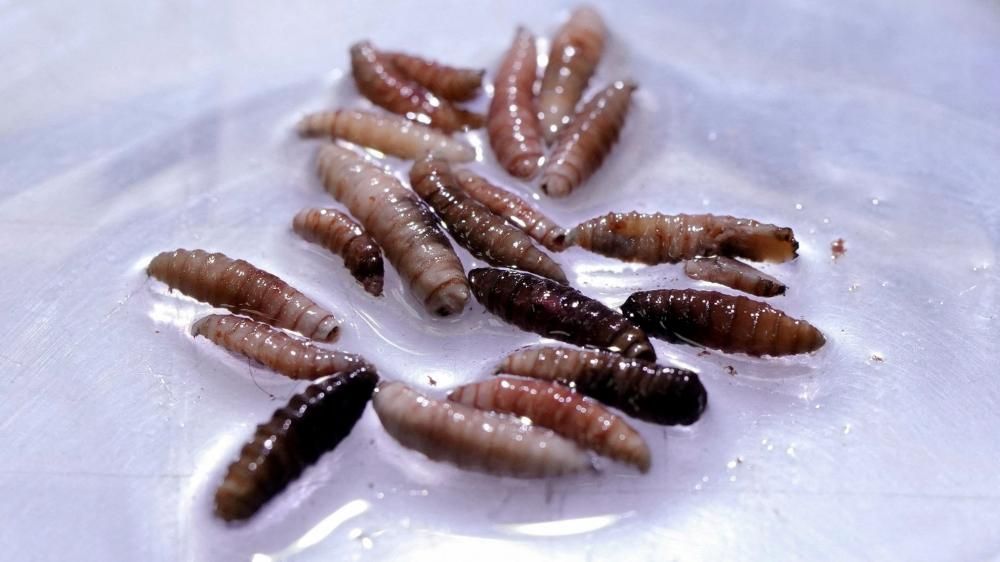 flesh-eating-screwworm-returns-to-u-s-as-officials-race-to-contain-new-cases