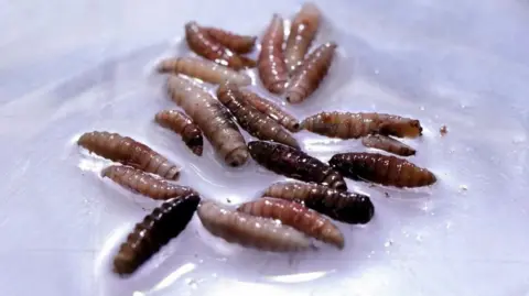flesh-eating-parasite-spreads-second-texas-screwworm-case-sparks-outbreak-fears-among-ranchers
