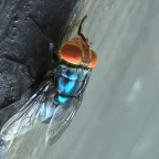 Flesh-Eating Screwworm Outbreak