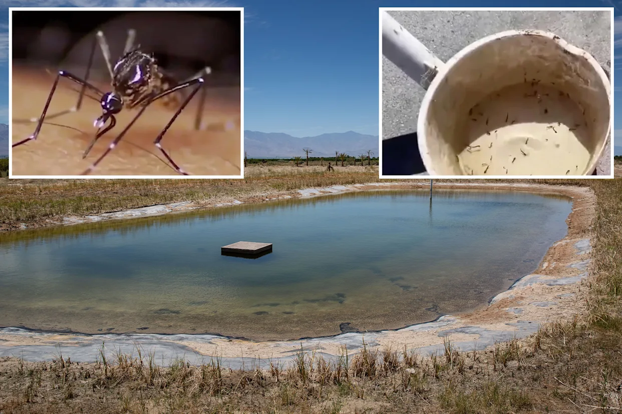 west-nile-virus-detected-in-california-what-residents-need-to-know-to-stay-safe