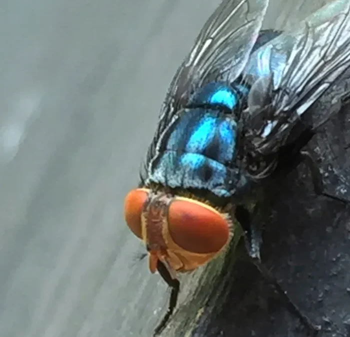 Flesh-Eating Screwworm Spreads Across Texas as Cases Climb to 12