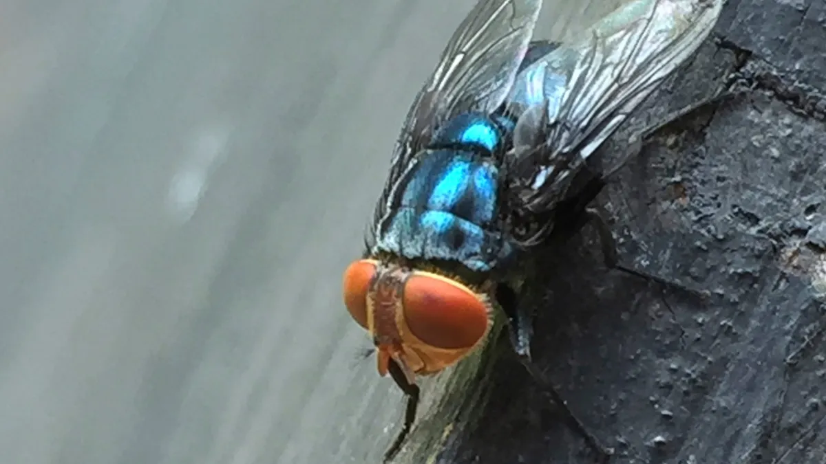 flesh-eating-screwworm-spreads-across-texas-as-cases-climb-to-12