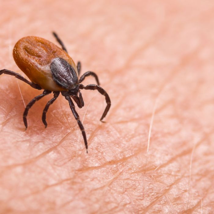 Mild Winter Means More Ticks This Year: Your Complete Guide to Staying Safe