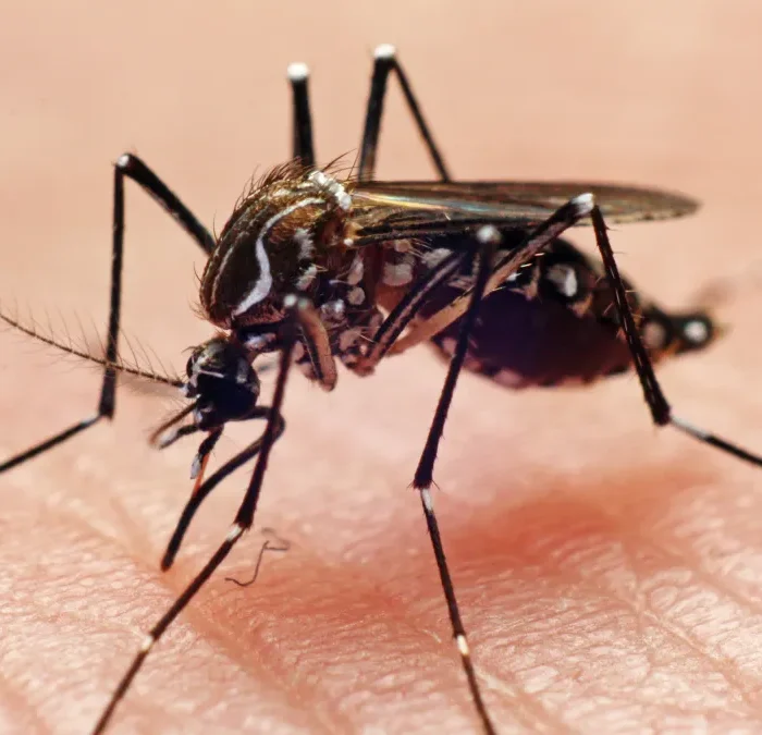 West Nile Virus Mosquitoes Detected in Chicago for the First Time This Year