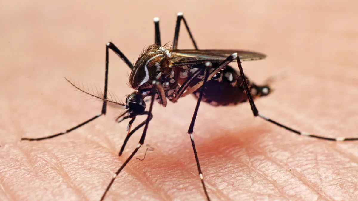 west-nile-virus-mosquitoes-detected-in-chicago-for-the-first-time-this-year