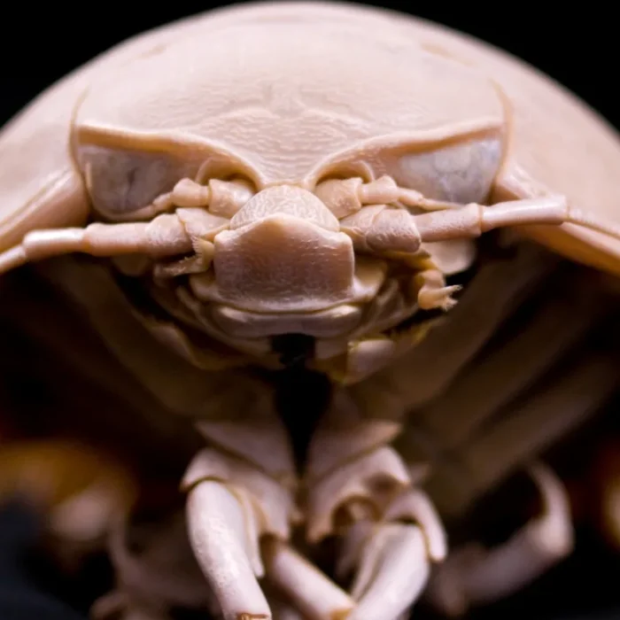 How Giant Deep-Sea Isopods Survive Years Without Food: The Two-Part Trick Scientists Just Cracked