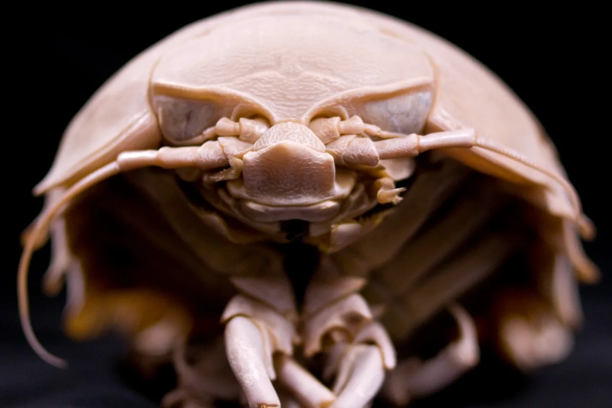 how-giant-deep-sea-isopods-survive-years-without-food-the-two-part-trick-scientists-just-cracked