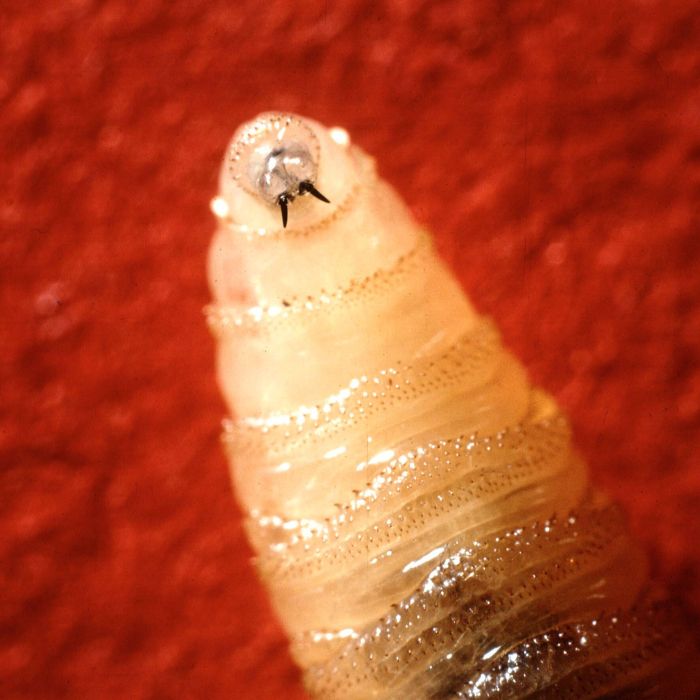 A $15 Million Cut, a $1 Billion Bill: How DOGE’s Screwworm Decision Backfired