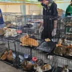 Over 400 Stolen Cats in Major Crackdown