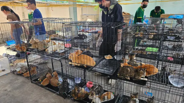 Vietnam Police Rescue Over 400 Stolen Cats in Major Crackdown on Cat Meat Ring