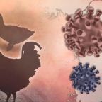 Australia Vows Swift Action as First Mainland H5N1 Bird Flu Case Confirmed 6 Mainland H5N1 Bird Flu Case Confirmed