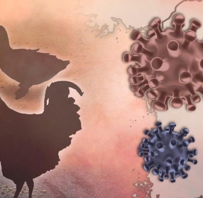 Australia Vows Swift Action as First Mainland H5N1 Bird Flu Case Confirmed