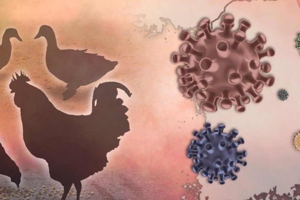 australia-vows-swift-action-as-first-mainland-h5n1-bird-flu-case-confirmed