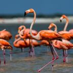 European Lawmakers Pressure Albania Over Kushner-Linked Resort Amid "Flamingo Revolution" 9 European Lawmakers Pressure Albania Over Kushner