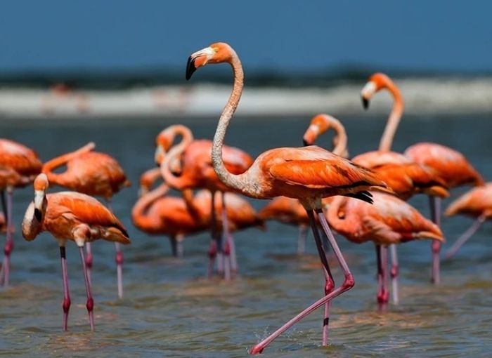 European Lawmakers Pressure Albania Over Kushner-Linked Resort Amid “Flamingo Revolution”
